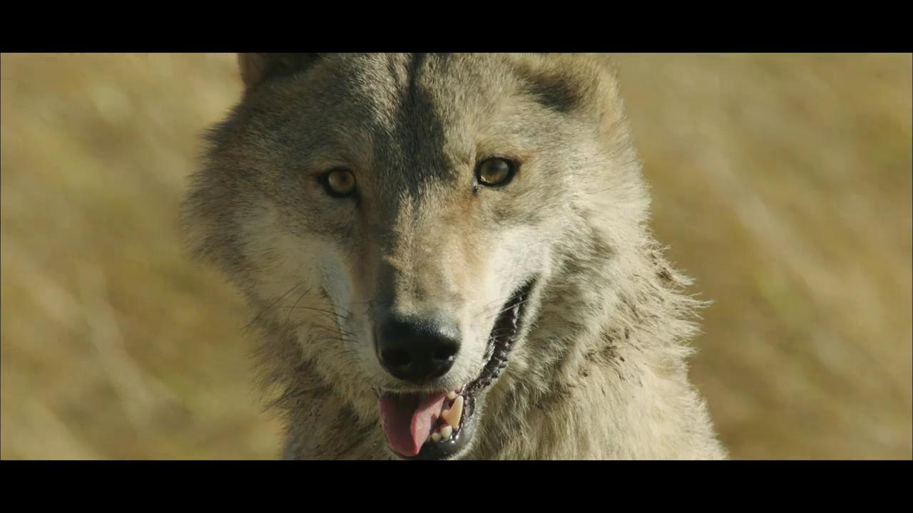 Der letzte Wolf