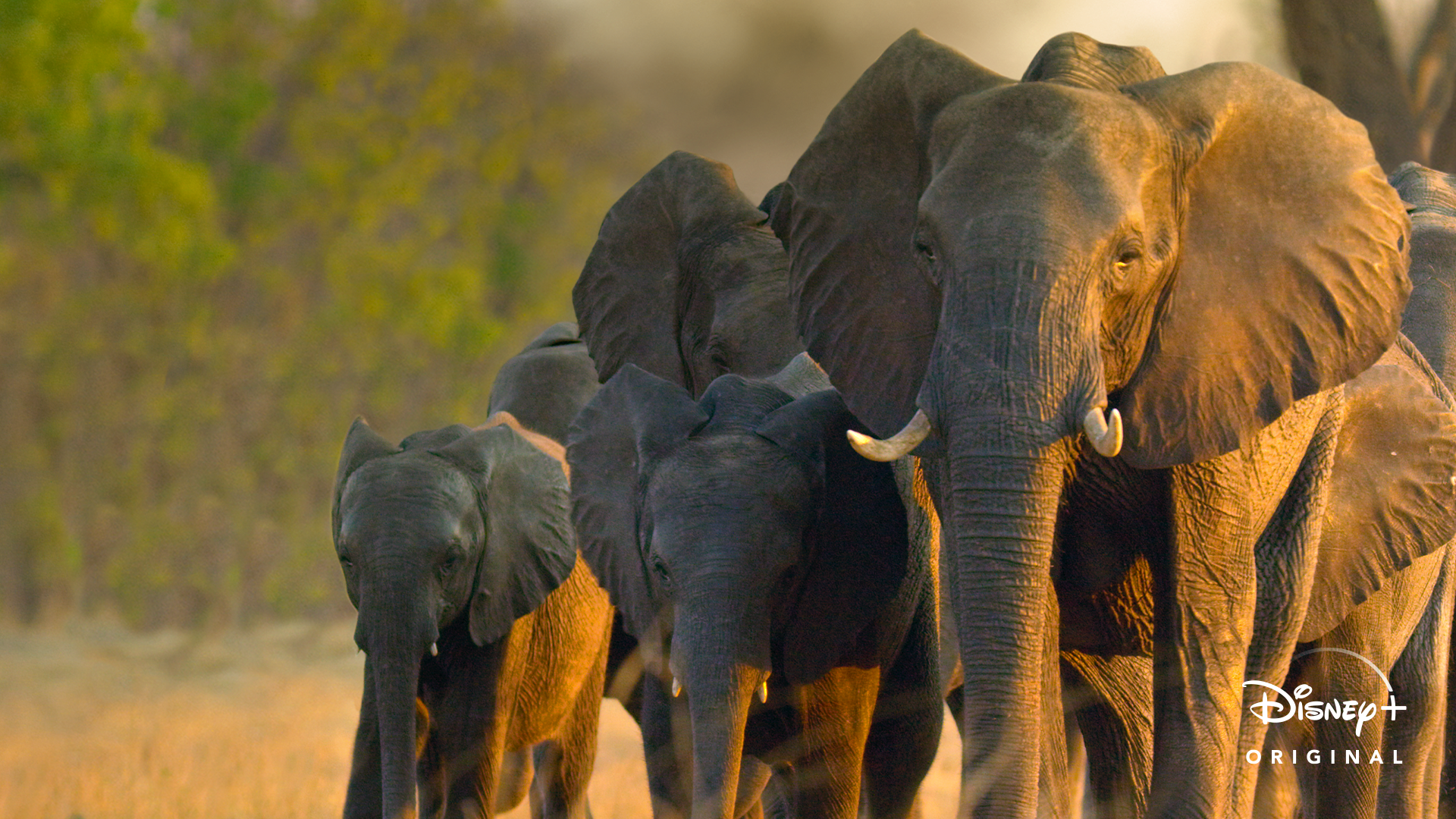 Filmbeschreibung zu Elefanten