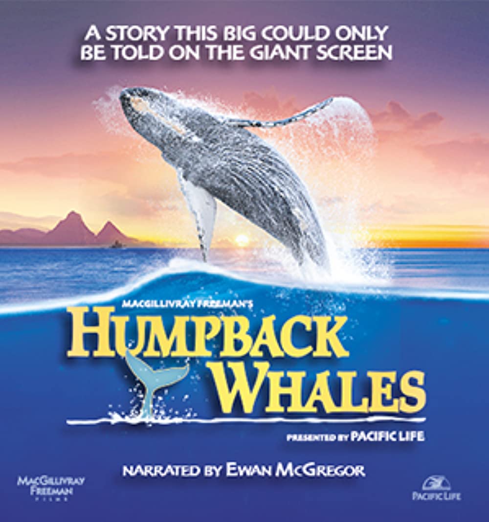 Filmbeschreibung zu Humpback Whales 3D
