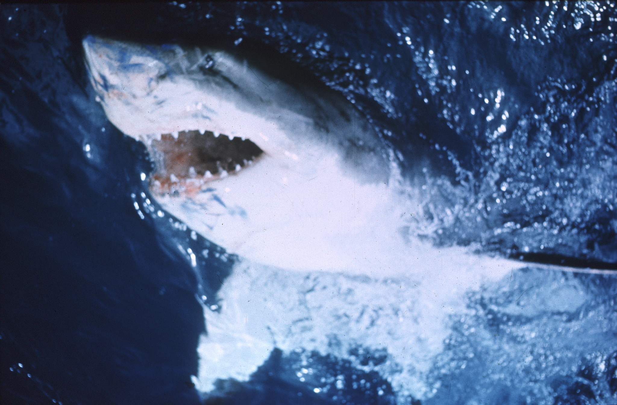 Der weiße Hai
