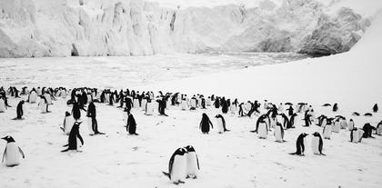 Rückkehr zum Land der Pinguine